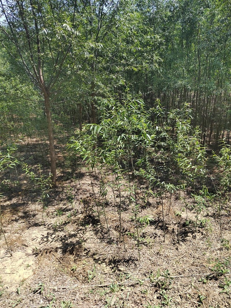 精品柳树规格齐全量大从优质量保证欢迎咨询