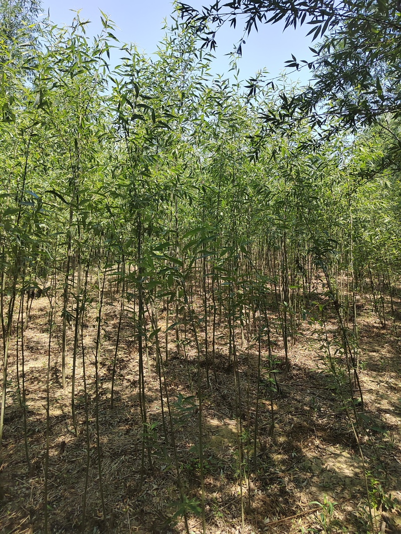 精品柳树规格齐全量大从优质量保证欢迎咨询