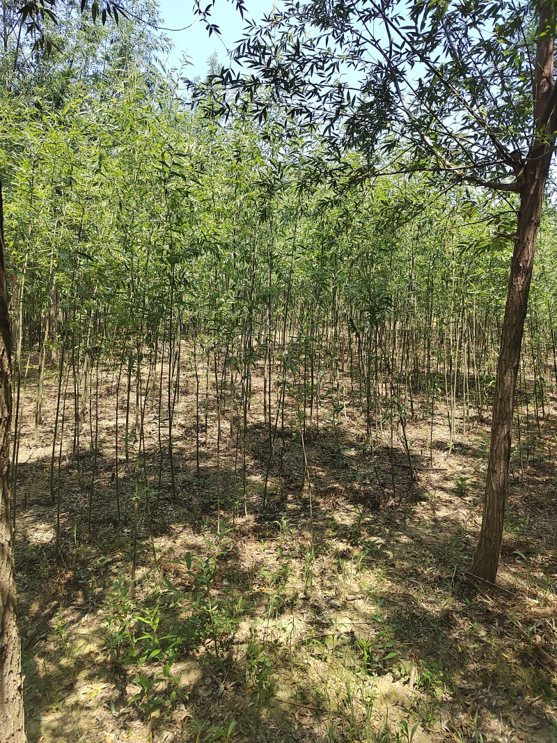 精品柳树规格齐全量大从优质量保证欢迎咨询