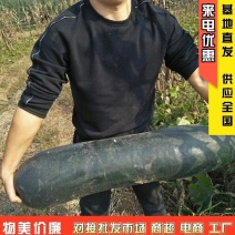 精品黑丝冬瓜地冬瓜食堂冬瓜加工厂糖厂冬瓜黑金刚