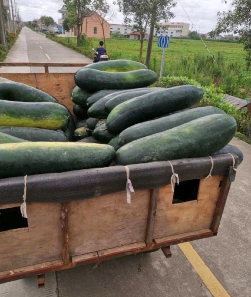 精品黑丝冬瓜地冬瓜食堂冬瓜加工厂糖厂冬瓜黑金刚