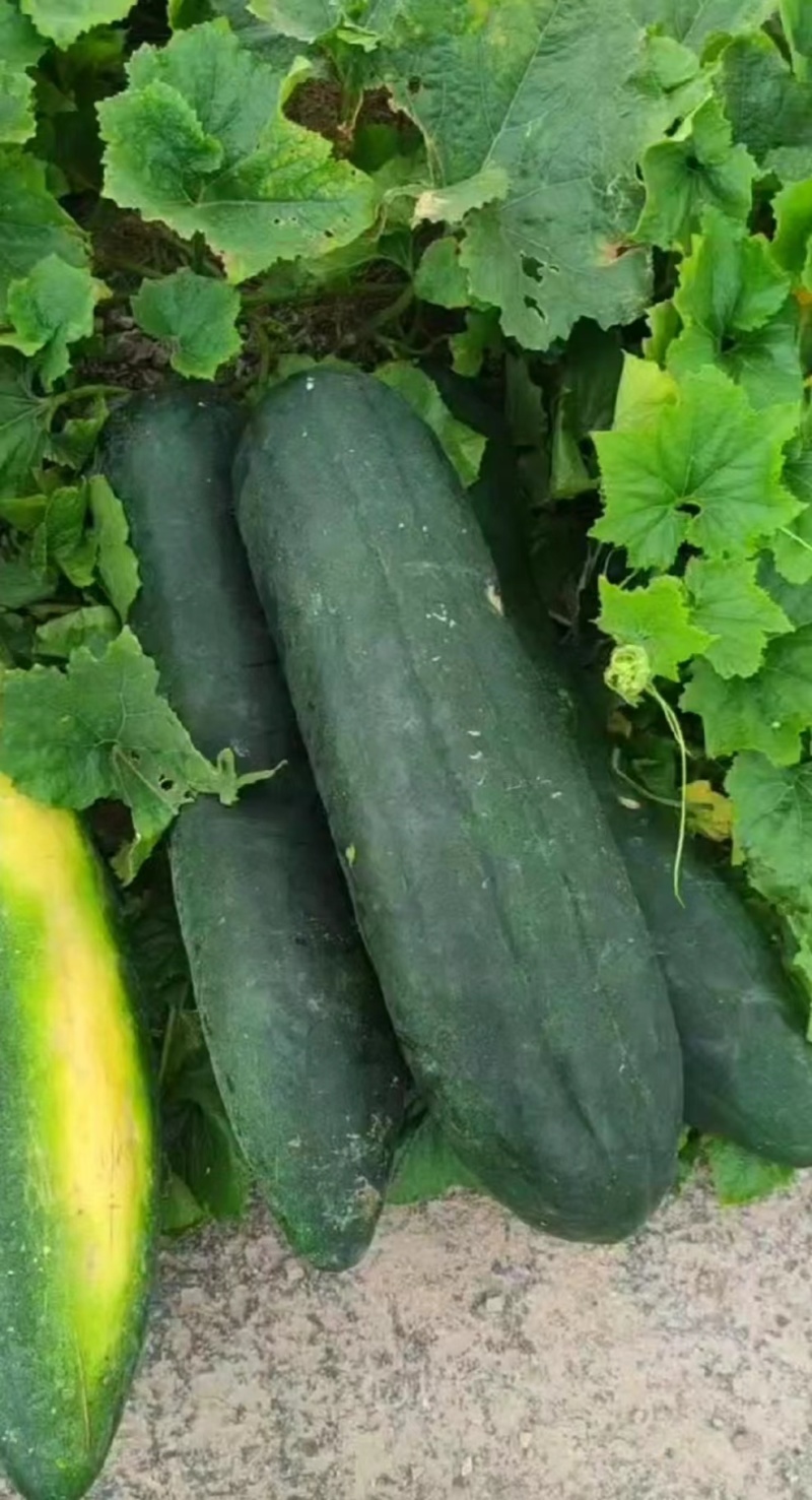 湖北黑皮冬瓜加工厂糖厂冬瓜食堂冬瓜地冬瓜吊冬瓜