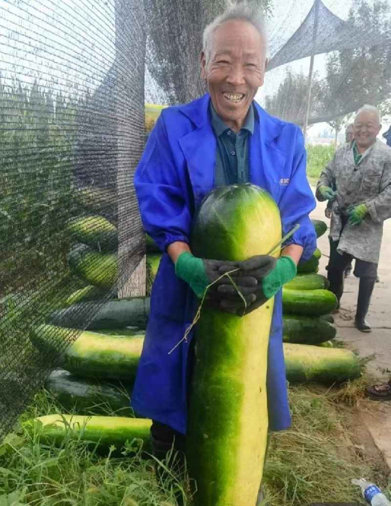 湖北黑皮冬瓜加工厂糖厂冬瓜食堂冬瓜地冬瓜吊冬瓜