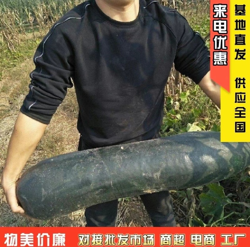 湖北黑皮冬瓜加工厂糖厂冬瓜食堂冬瓜地冬瓜吊冬瓜