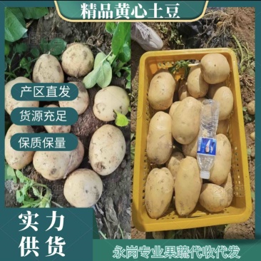 黄心土豆，产区现货，大量发货，电话联系，保质保量