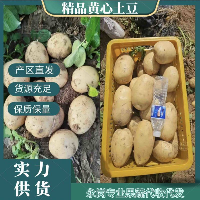黄心土豆，产区现货，大量发货，电话联系，保质保量