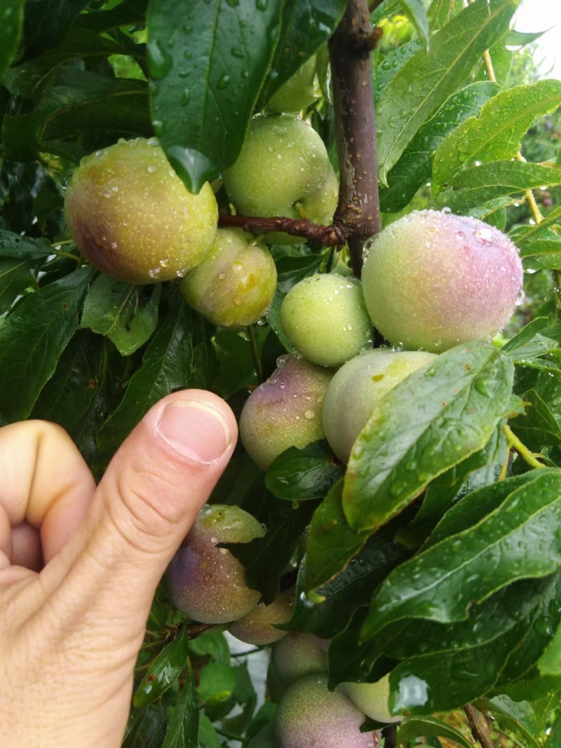云南半边红大量上市