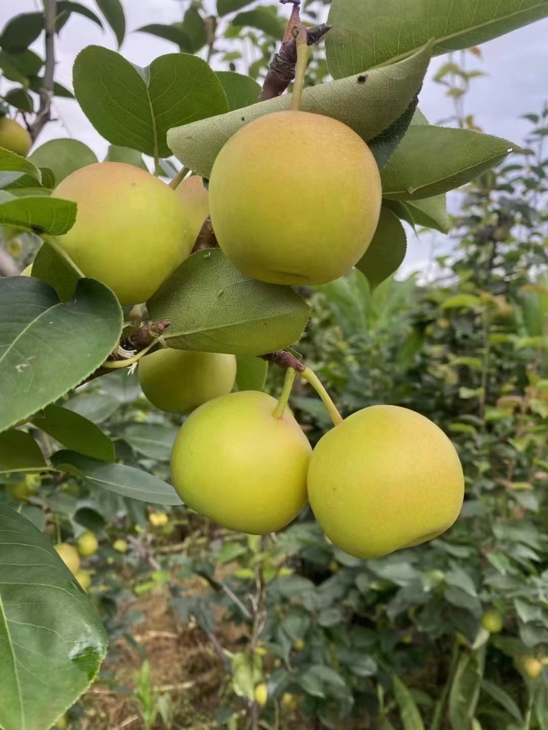 攀枝花丁香梨6月18日。大量上市。有想法的老板联系联系