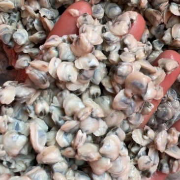 黄沙蚬肉批发，新鲜货，当天煮当天发货，量大从优