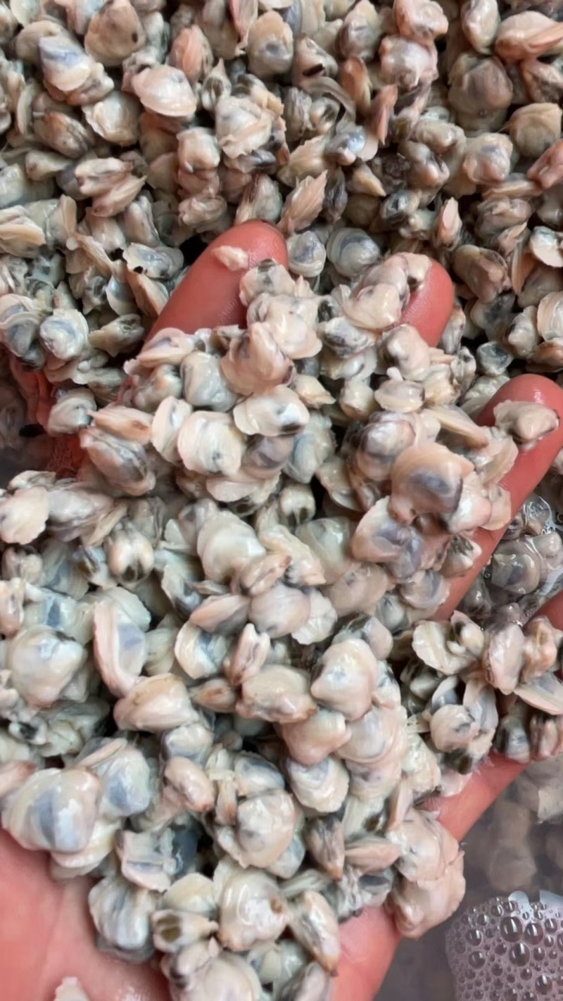 黄沙蚬肉批发，新鲜货，当天煮当天发货，量大从优