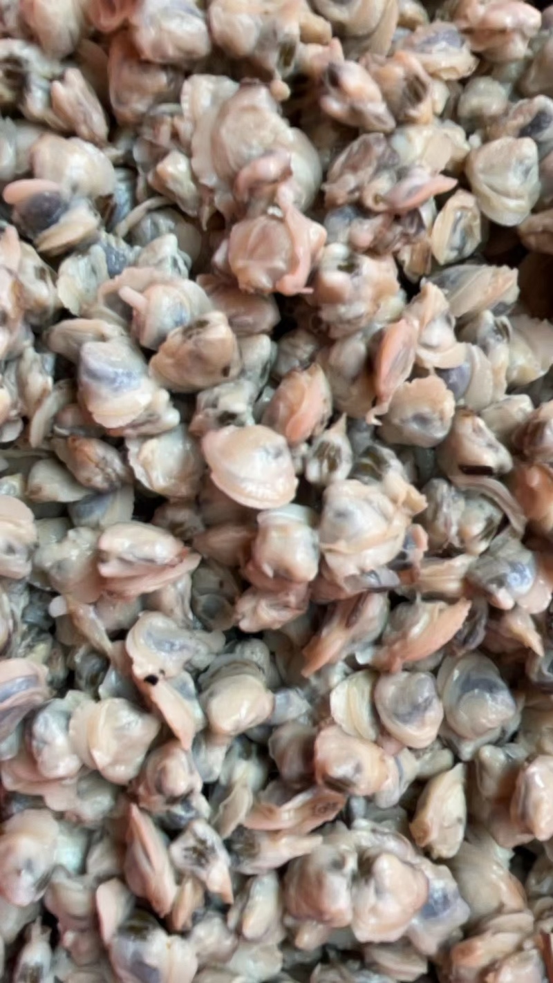 黄沙蚬肉批发，新鲜货，当天煮当天发货，量大从优