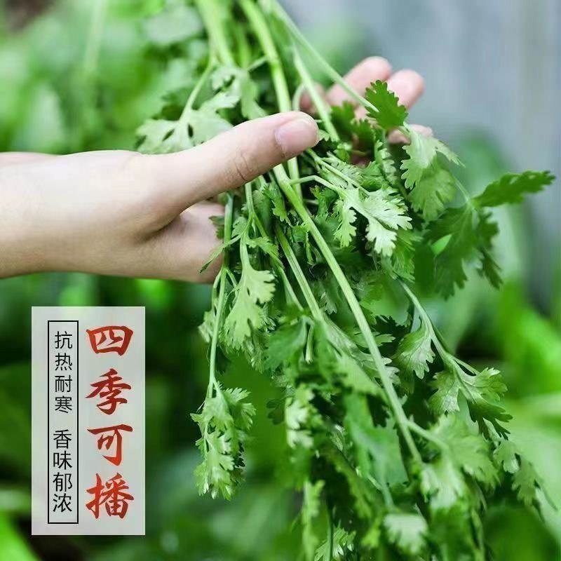大叶香菜菜籽