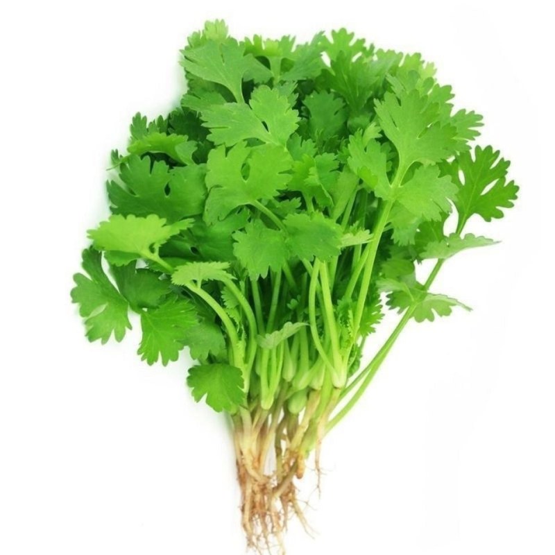 大叶香菜菜籽