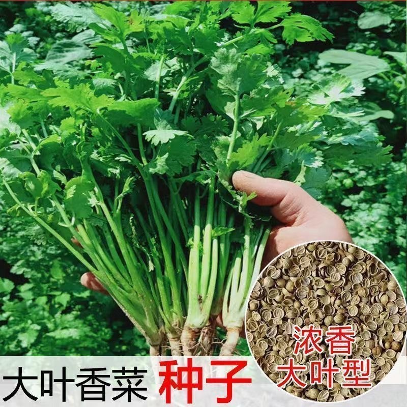 大叶香菜菜籽