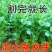 大叶香菜菜籽