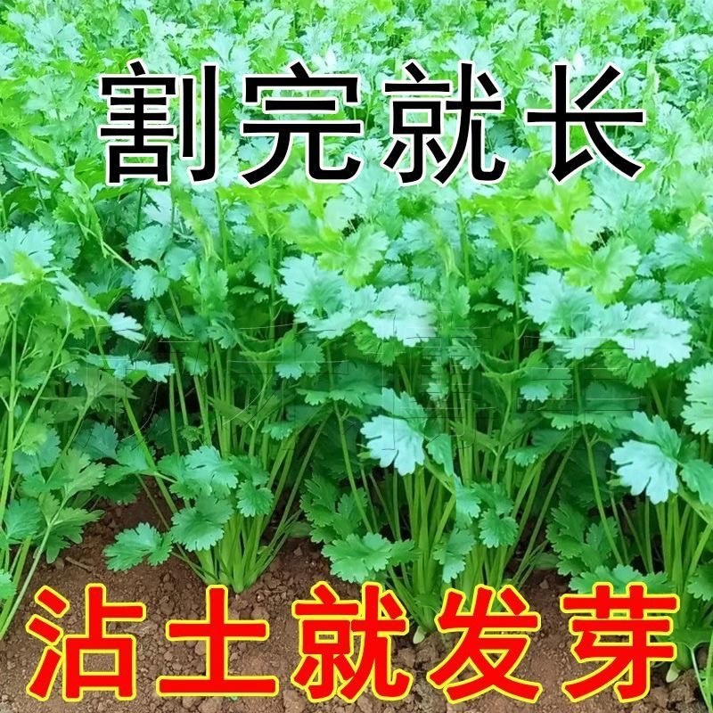 大叶香菜菜籽