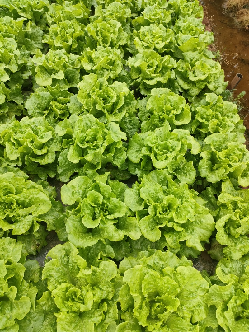 露天意大利