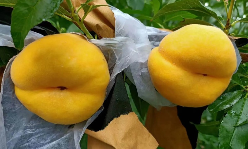 陕西黄金蟠桃，大量供应，质量稳定，商超市场电商。