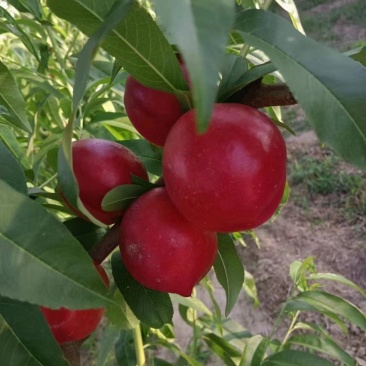 中油16，中油蜜玉，中各种油桃上市了，。