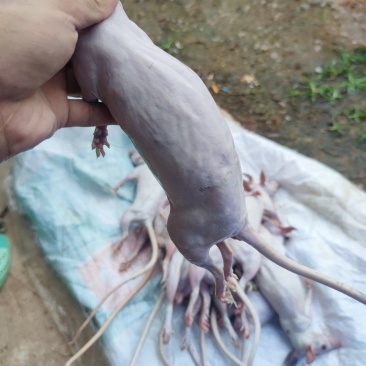 白肚山鼠
