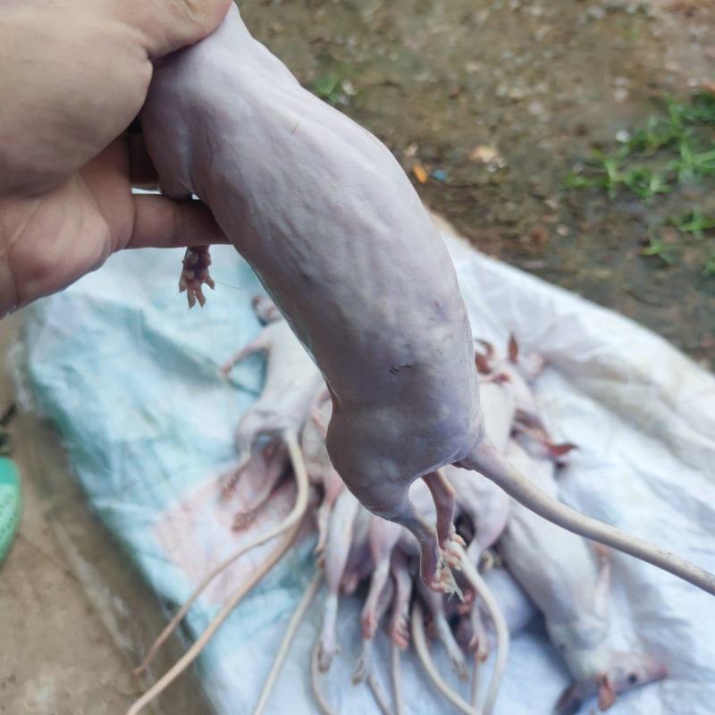 白肚山鼠