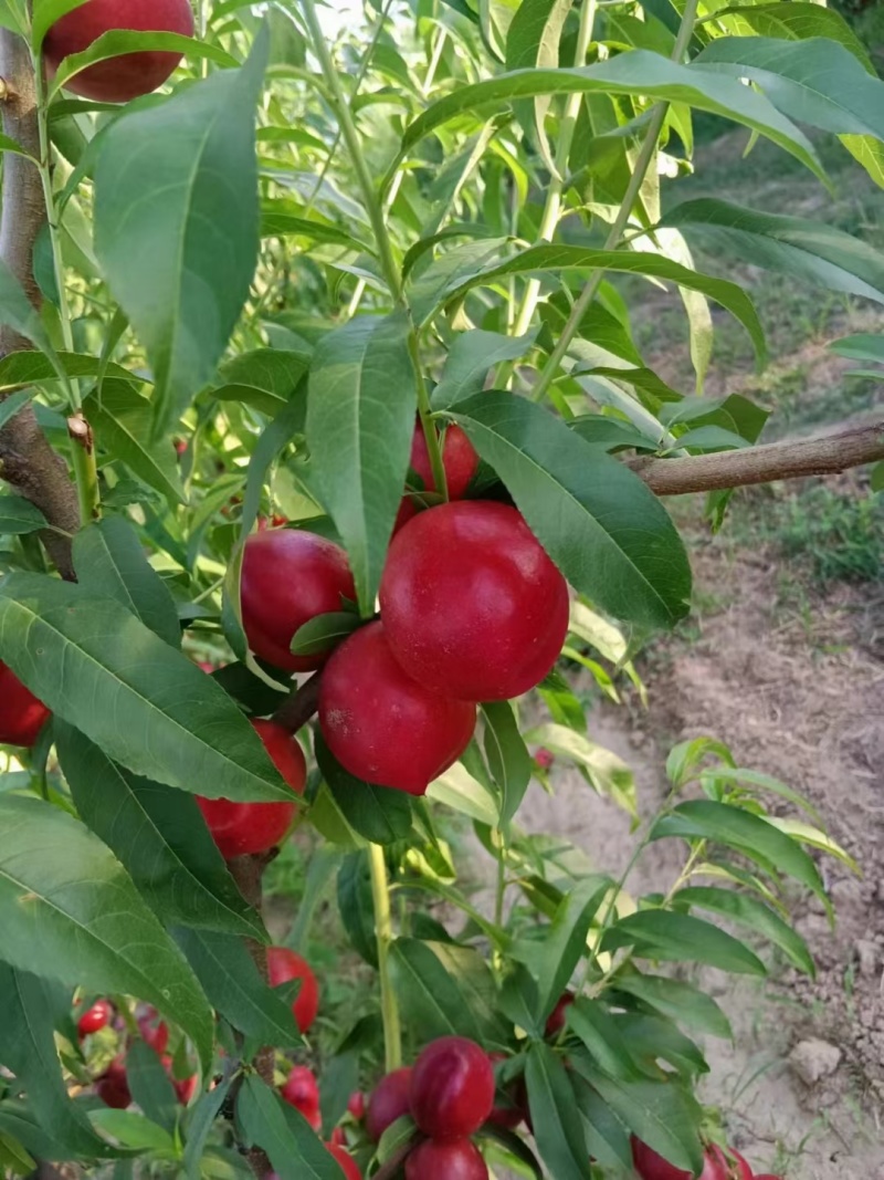 中油16，中油蜜玉，中各种油桃上市了，。