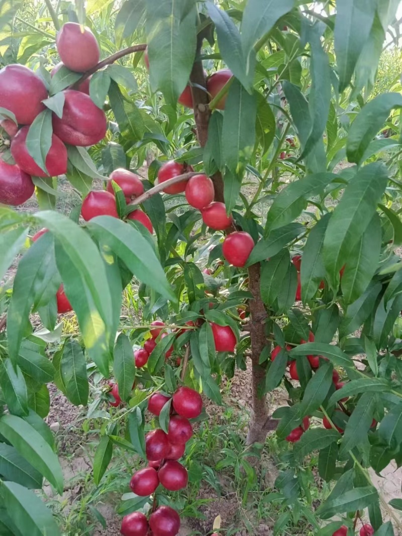 中油16，中油蜜玉，中各种油桃上市了，。