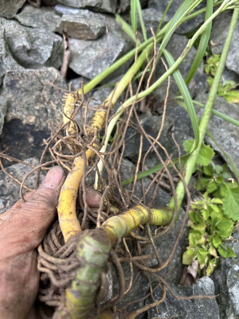 竹根七野生大量货源，需要老板联系，现采现发。量大价优。