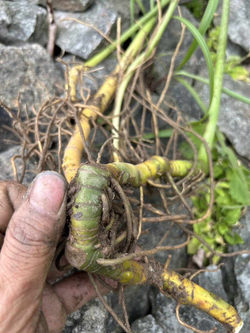 竹根七野生大量货源，需要老板联系，现采现发。量大价优。