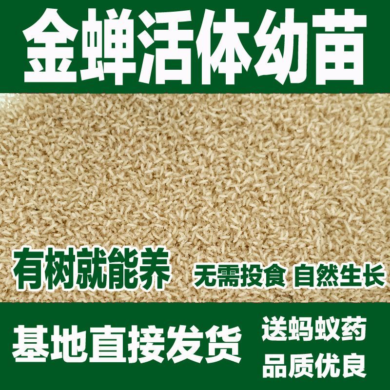 金蝉幼苗蝉蚁金蝉养殖爬叉幼苗知了猴幼苗蝉蚁厂家批发