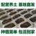 金蝉幼苗蝉蚁金蝉养殖爬叉幼苗知了猴幼苗蝉蚁厂家批发