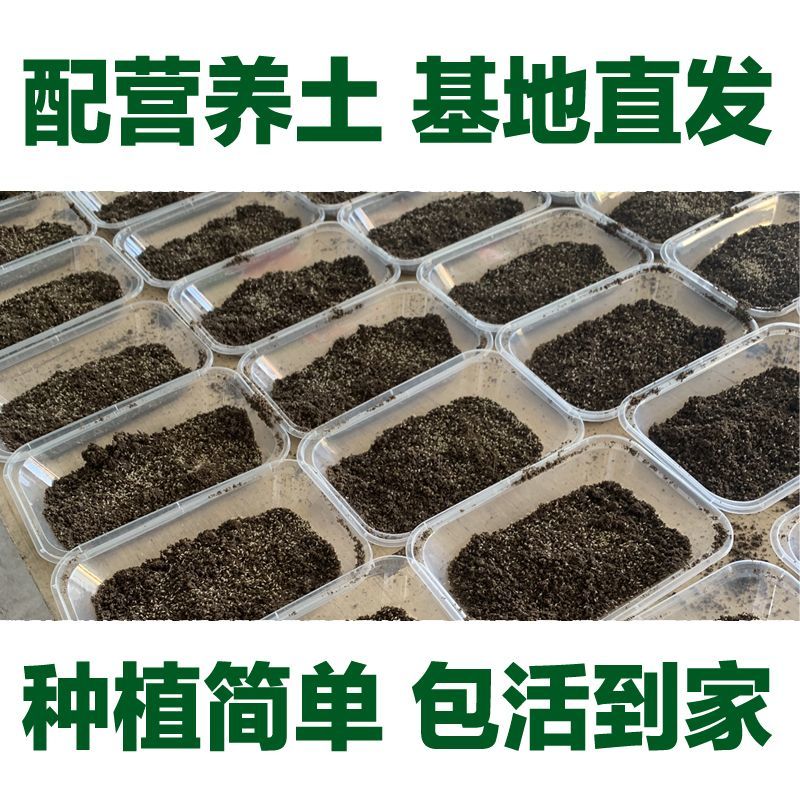 金蝉幼苗蝉蚁金蝉养殖爬叉幼苗知了猴幼苗蝉蚁厂家批发