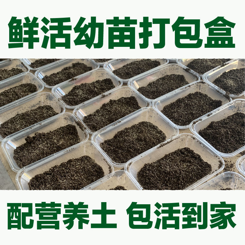 金蝉幼苗蝉蚁金蝉养殖爬叉幼苗知了猴幼苗蝉蚁厂家批发