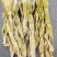 笋干神龙架野生笋干常年供应包邮量大价优，欢迎咨询