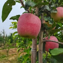 3000亩苹果基地，早期果鲁丽