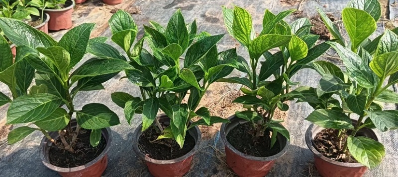 绿化苗木绣球，八仙花，杯苗，无尽夏，各种绣球