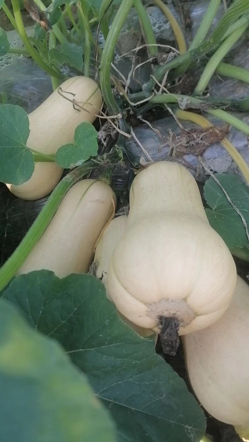 银板栗南瓜奶油南瓜