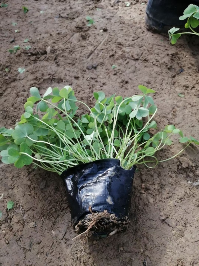 榨浆草绿叶榨浆草紫叶榨浆草粉花杯苗花镜植物盆花