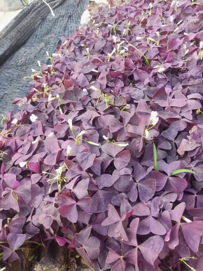 榨浆草绿叶榨浆草紫叶榨浆草粉花杯苗花镜植物盆花