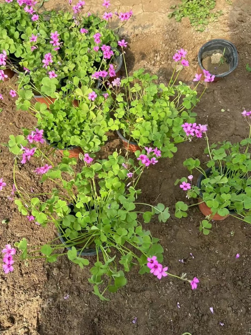 榨浆草绿叶榨浆草紫叶榨浆草粉花杯苗花镜植物盆花