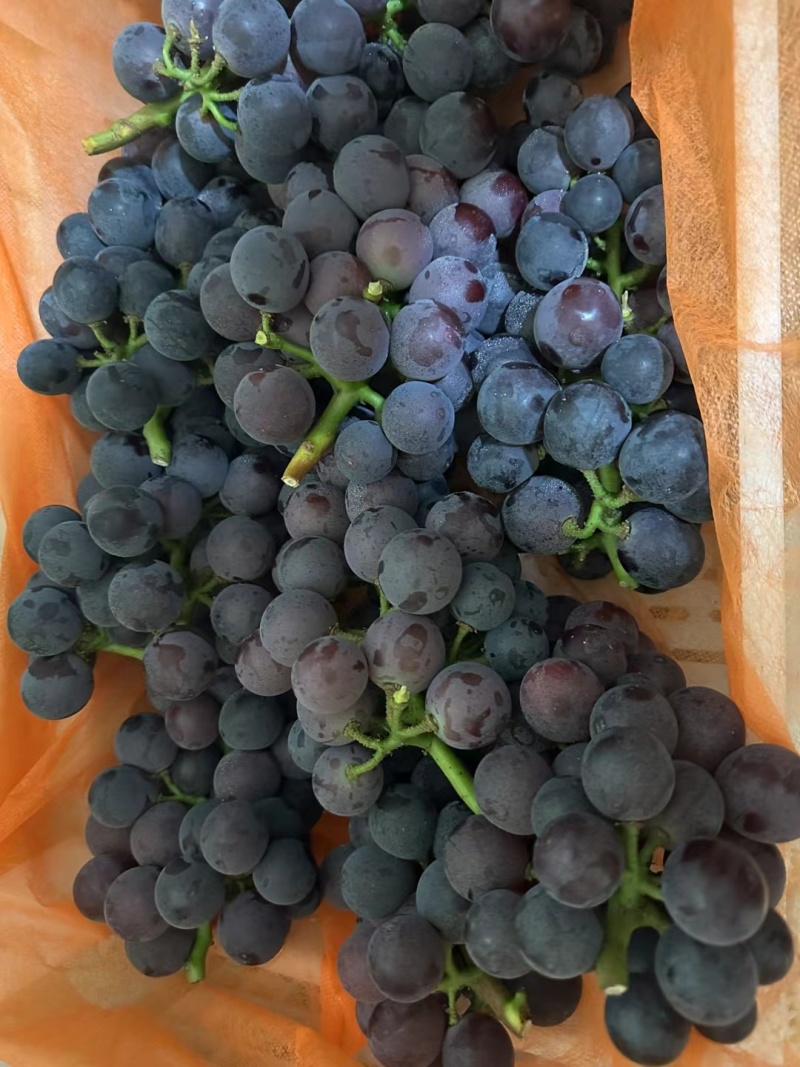 聊城藤稔葡萄精品冷棚乒乓球葡萄承接商超电商供货代发