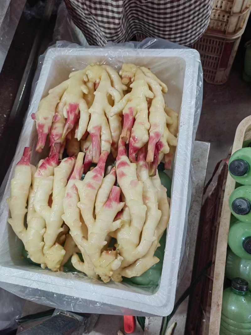 【红芽姜】山东鲜姜大黄姜产地直发品质保证全国发货