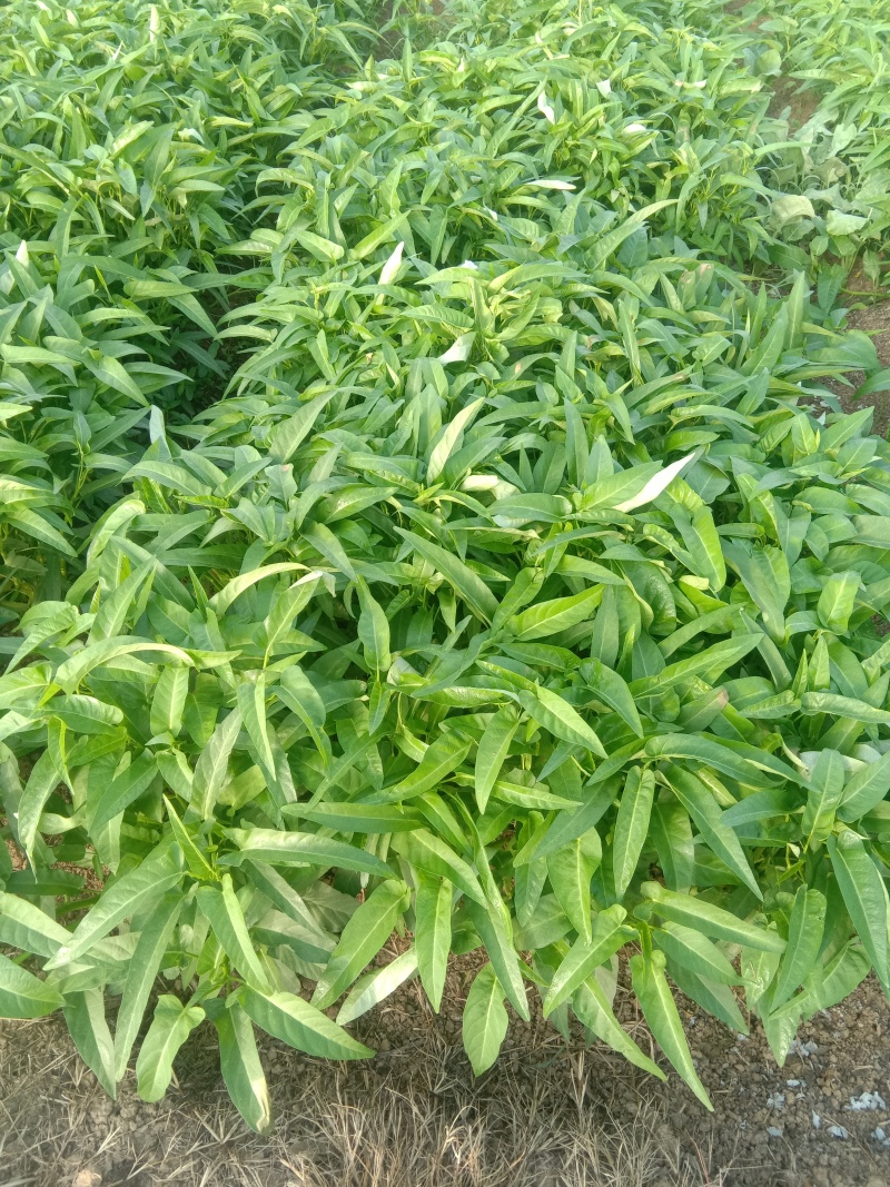 金堂空心菜，货期长，