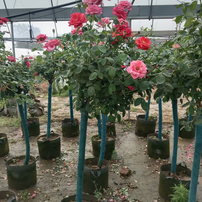 树桩月季花