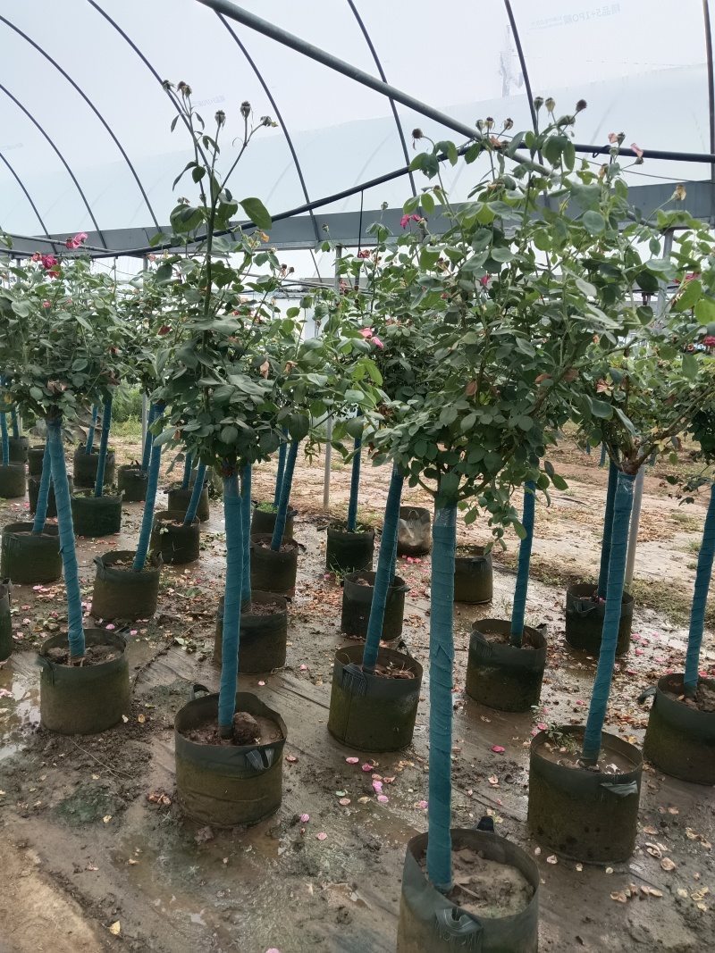 树桩月季花