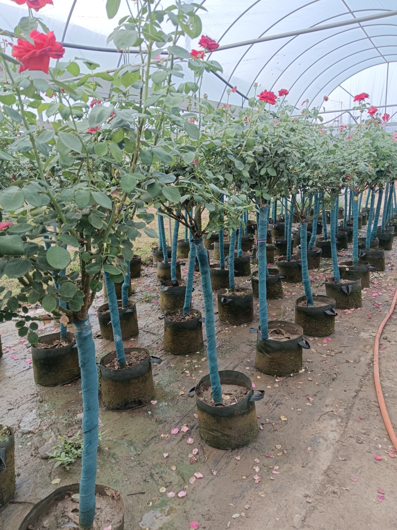 树桩月季花