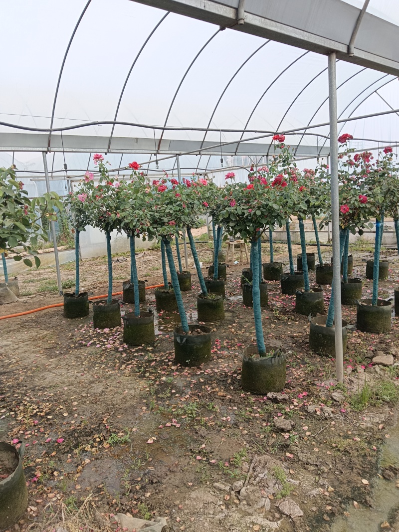 树桩月季花