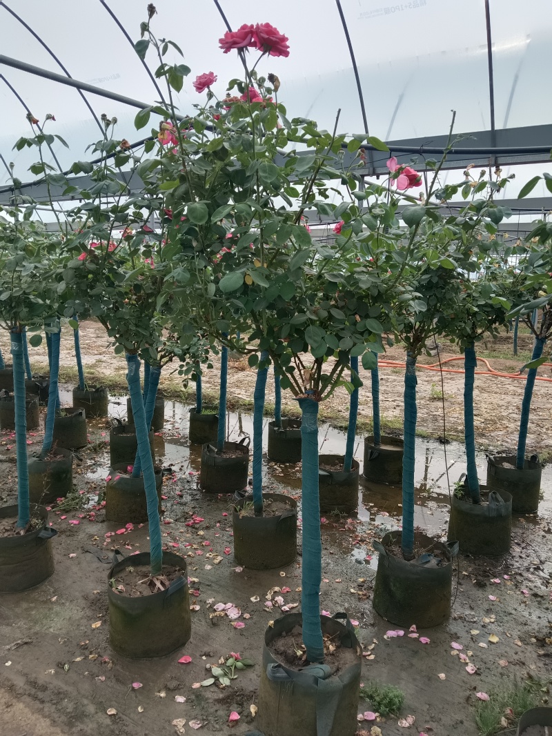 树桩月季花