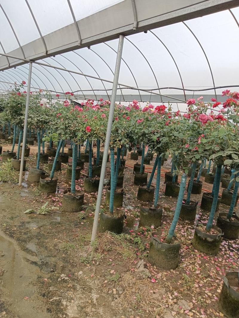 树桩月季花