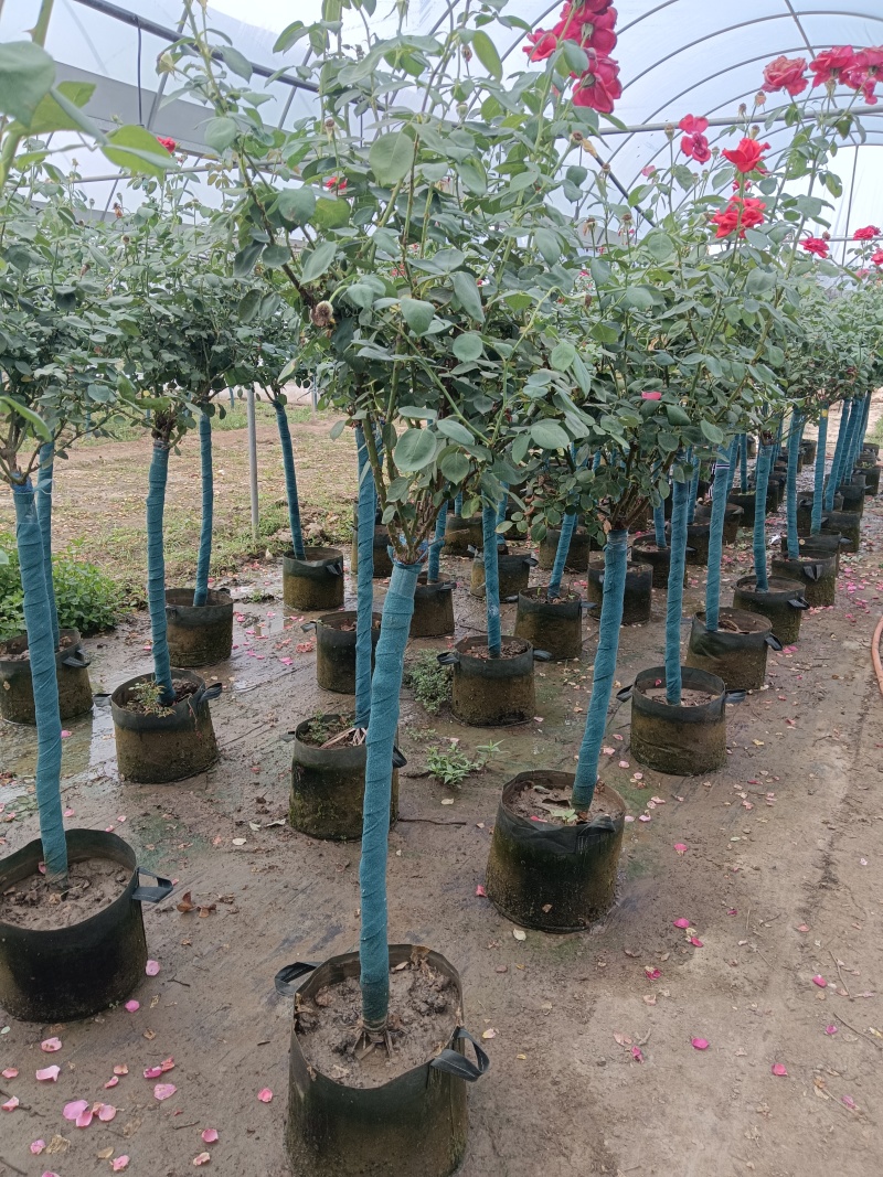 树桩月季花